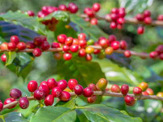 red ripe coffee beans on the plantation farm