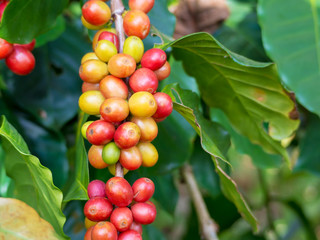 red ripe coffee beans on the plantation farm