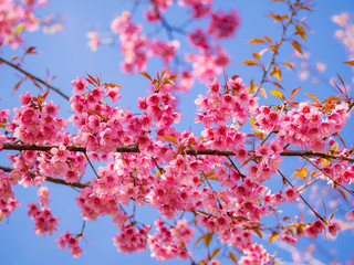 pink cherry blossom on blue sky background