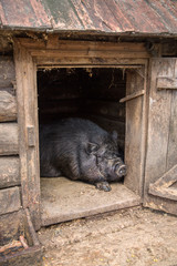 Pot-bellied pig is in the barn.