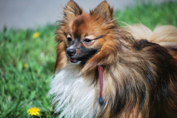 Немецкий шпиц 