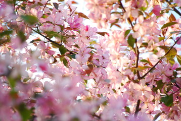Fototapeta na wymiar Обильное цветение яблони розовыми цветками