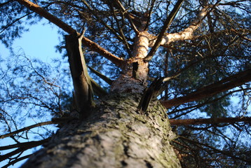 ствол сосны © allakorn