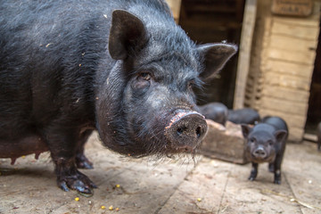sow with piglets