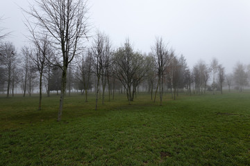 Autumn park .  morning