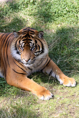 Sumatratiger