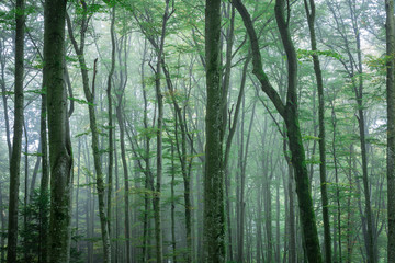 Misty Forest Morning