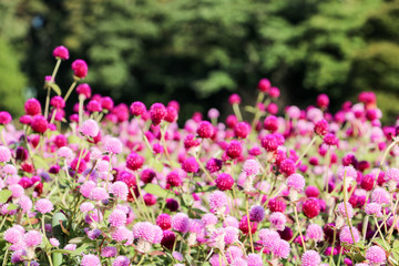 ピンクの千日紅