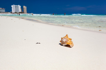 Fototapeta na wymiar Sea shell on beach, close up