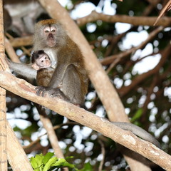 Monkey Hugging Its Baby on Tree
