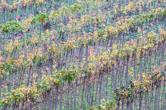 Fruit Tree Nursery