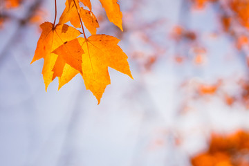 Bright autumn leaves