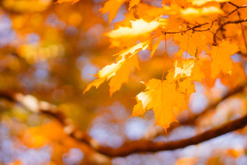 Bright autumn leaves