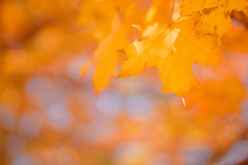 Fototapeta na wymiar Bright autumn leaves