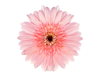 close up of beautiful gerbera flower