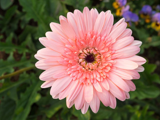 close up of beautiful gerbera flower