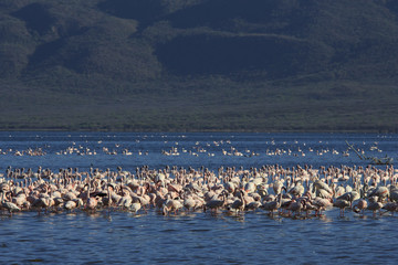 Fototapeta na wymiar Flock Lesser and Greater Flamingo, Lake Bogoria, Kenya