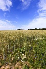 flowers in the field  