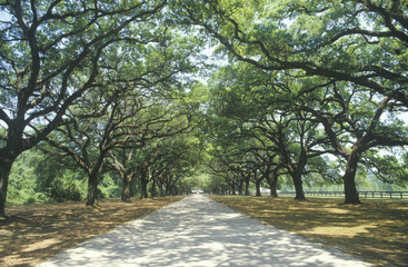 Spanish moss covered oak trees lining a plantation road, SC