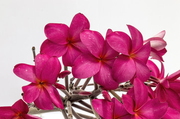 plumeria flowers white pink color wall nature background tropical