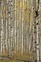 Fototapeta premium Fall colors within Aspen grove forest