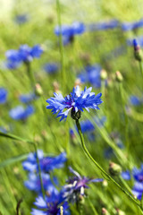 blue cornflower  . spring