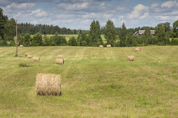 mown hay bales in field