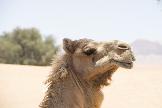 head-shot of camel in desert near Dubai