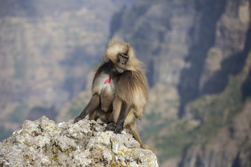 Gelada Monkey sitting on a rock in Simien Mountains