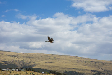 Bearded Vulture flying above Simien Mountains