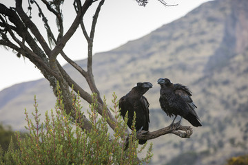 Thick Billed Ravens sitting on tree branch in Simien Mountains