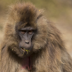 Gelada Monkey in Simien Mountains