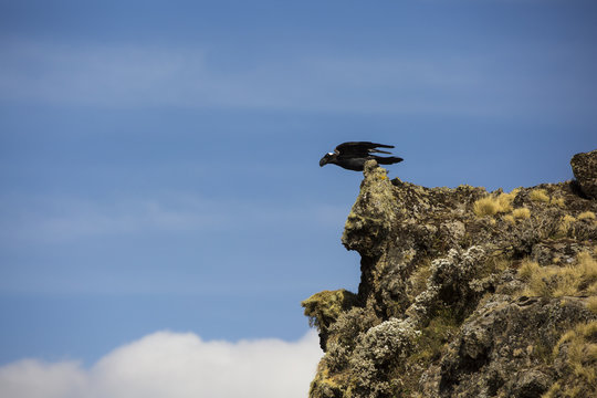 Thick Billed Raven In Simien Mountains