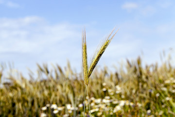 flowers in the field  