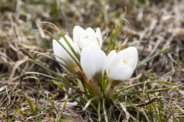 saffron white flowers  