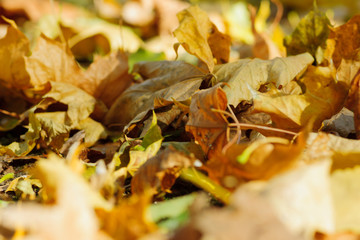 fall in park