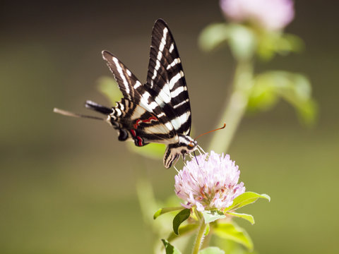Zebra Swallowtail (4)