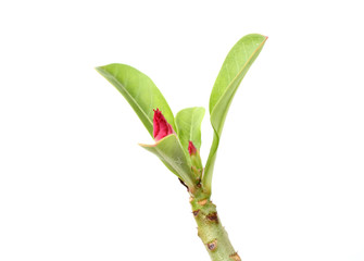 Desert Rose Flowers on white background
