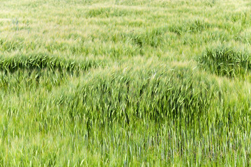 immature cereals  . wheat