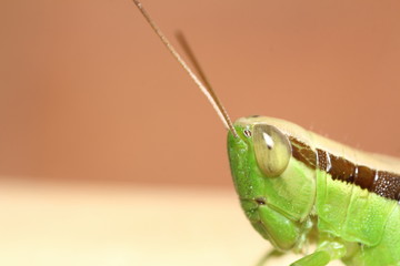 Bug and small insect