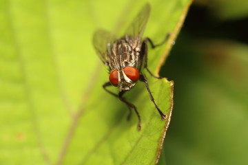Bug and small insect