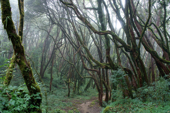 Fototapeta The footpath in foggy forest