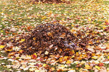 autumn trees  . Belarus
