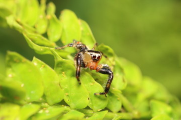 Small jumping spider