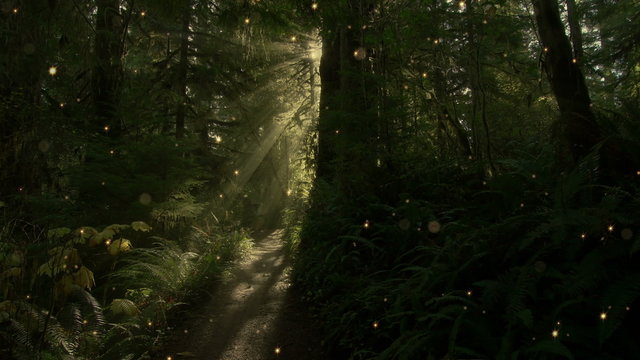 Forest 1001: A small path leads through a magical forest.