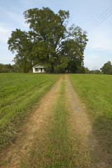 Dirt Road and tire tracks leading to country home in Central GA Southeast USA