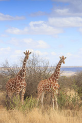 Giraffes in Africa