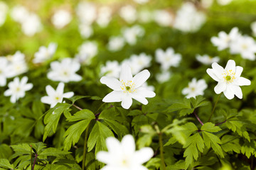   spring flowers in white