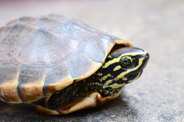 turtle