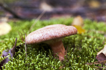 Forest mushroom .  forest